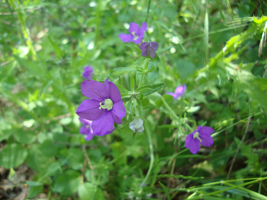 Legousia speculum-veneris